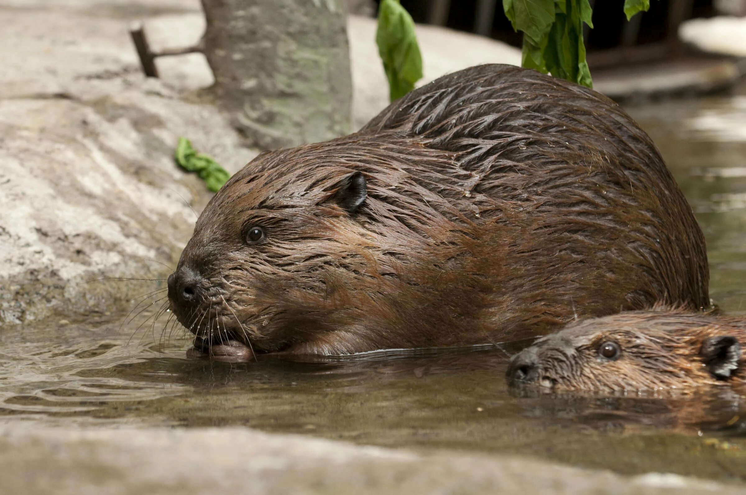 Американский бобра. Канадский Бобр (Castor canadensis). Бобр Речной обыкновенный. Бивер бобер. Европейский Бобр.