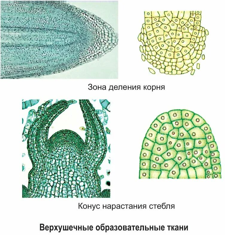 Образовательные ткани меристемы рисунок. Образовательные ткани меристемы рисунок. Первичная меристема корня. Первичная меристема корня. Образовательная ткань растений верхушечная.