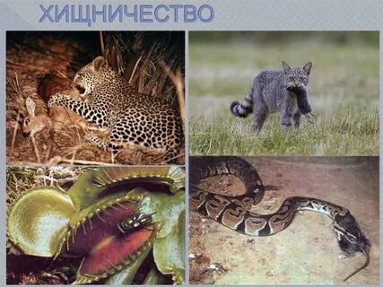 Какая роль хищников в природе
