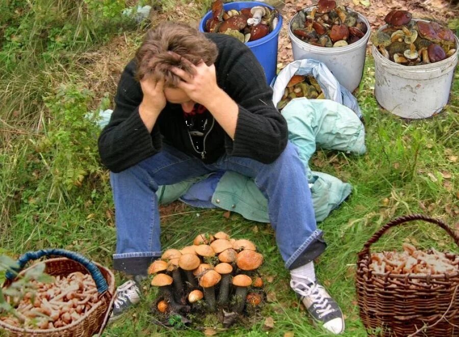 грибы в лесу. грибники в лесу. прогулки в лесу с детьми. поход в лес за грибами. прогулка в лесу.