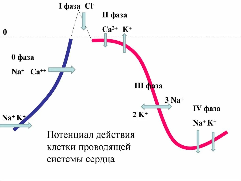 Потенциал действия клеток синоатриального узла. Потенциал действия са узла. Потенциал действия синусного узла. Потенциал действия пейсмекерных клеток синоатриального узла. Пд клетки