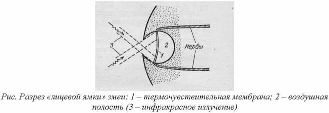 Какой элемент инфраглаза змеи выполняет