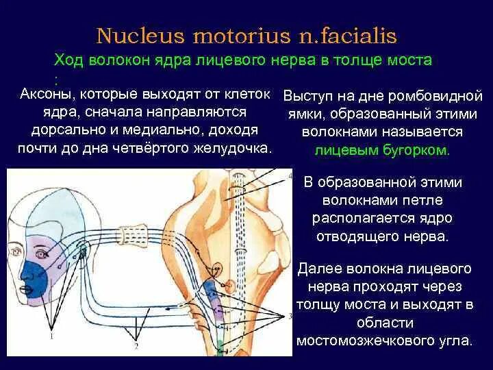 Двигательные волокна лицевого нерва. Ядра лицевого нерва. Лицевой нерв (n. Facialis). Лицевой нерв ход волокон.