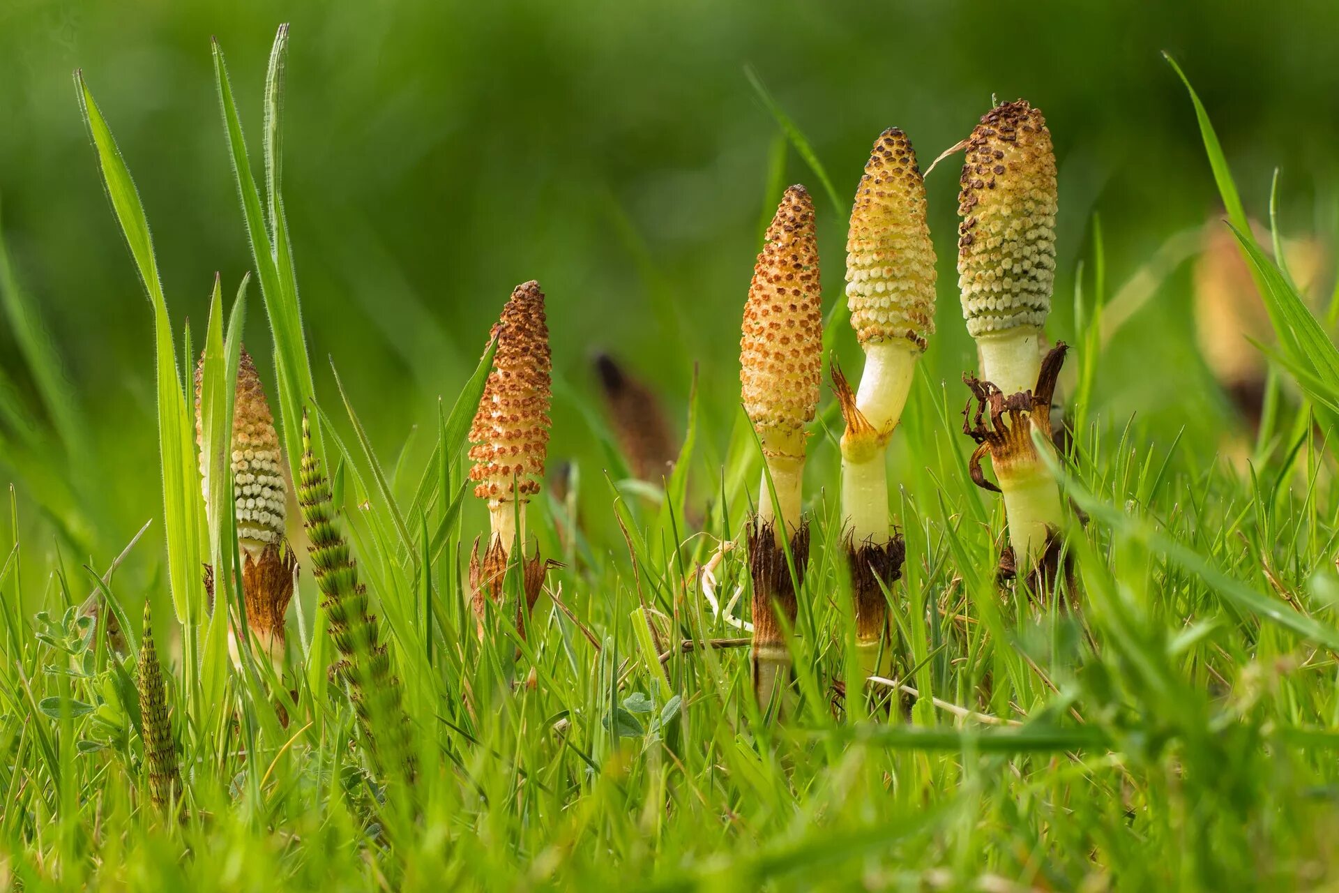 Хвощ полевой (Equisetum arvense). Пестики хвоща полевого. Хвощ полевой Equisetum arvense l.. Хвощ полевой фото пистики. Хвощеобразные растения