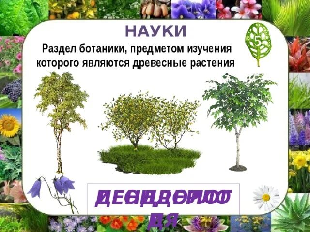 Дендрология растений. Дендрология. наука о древесных растениях. дендрология это наука изучающая.
