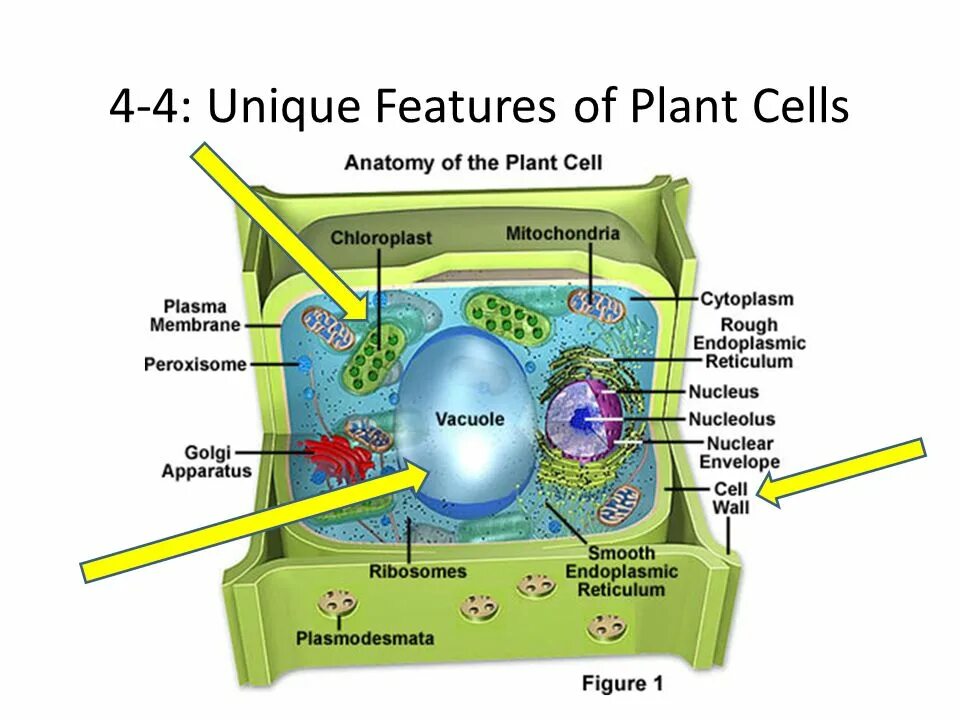 Plant Cell. Клетка Plant Cell. Vacules of Plant Cell. Proteins in Plant Cell.