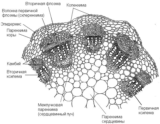 Анатомическое строение стебля травянистых растений. Поперечный срез стебля клевера под микроскопом. Поперечный разрез стебля двудольного растения. Строение среза стебля клевера. Срез стебля клевера.