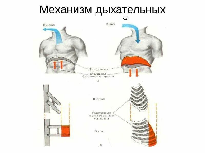 Дыхание движение. Механизм дыхания физиология. Механизм дыхательных движений. Дыхательные мышцы. Механизм дыхательных движений.. Механизм вдоха нормальная физиология.