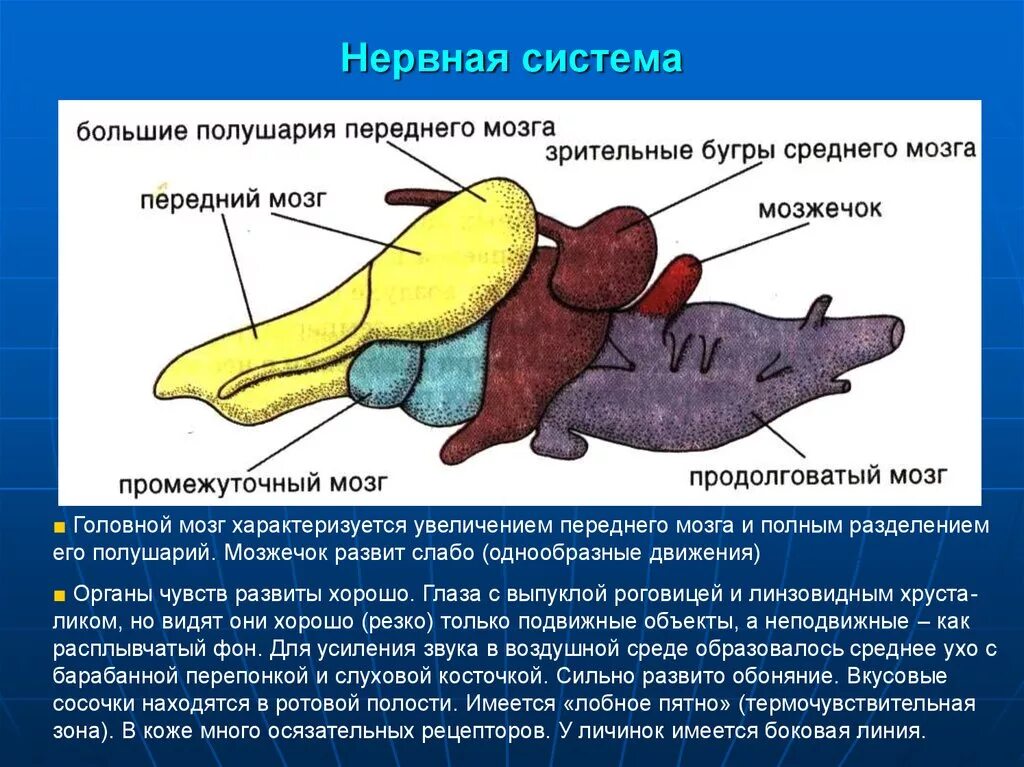 Отделы головного мозга рептилий. Название отделов головного мозга ящерицы. Головной мозг земноводных. Отделы мозга рыб.