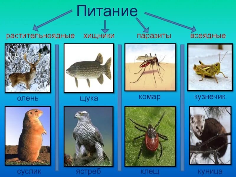 Травоядные и плотоядные. Растительноядные Хищные паразиты. Травоядные ,Хищные, всеядные, паразиты. Всеядные паразиты. Хищники травоядные всеядные.