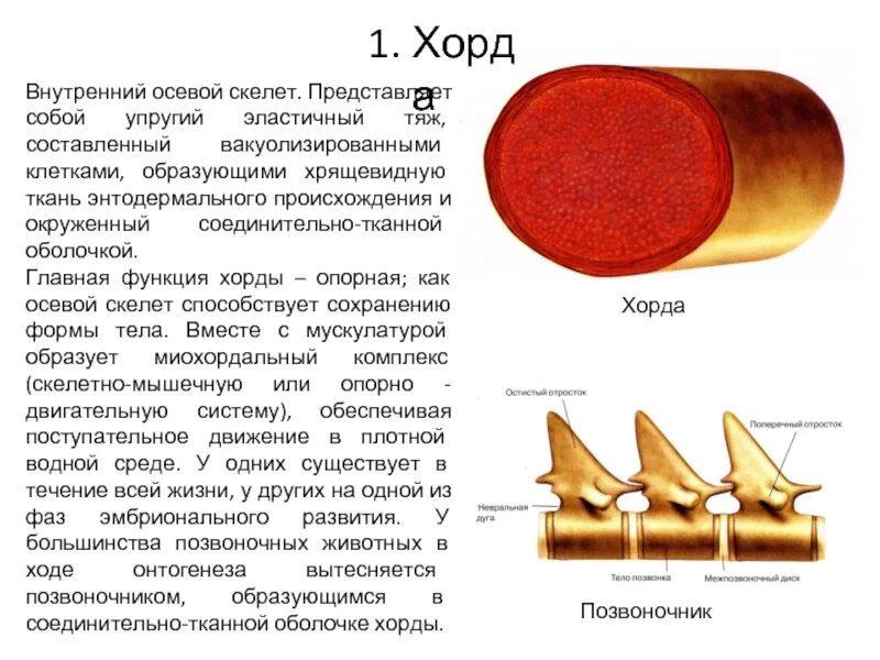 Представляет собой эластичный тяж