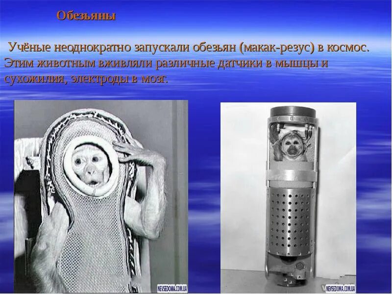 Животные космонавты презентация. Обезьяны в космосе презентация. Обезьяны макак резус в космосе. Первая мартышка в космосе информация. В космос уже неоднократно запускали