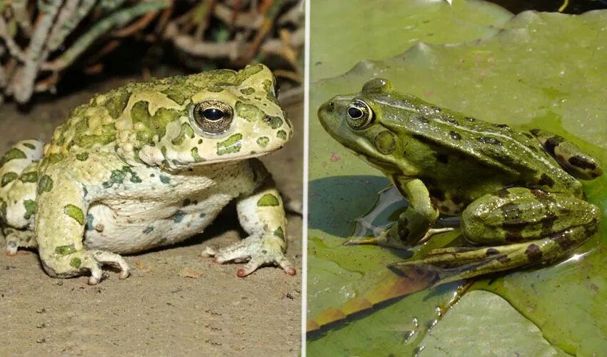 сходство и различие лягушки и жабы. отличие жабы от лягушки. различие лягушки от жабы. размножение лягушек. у лягушек и жаб множество различий.