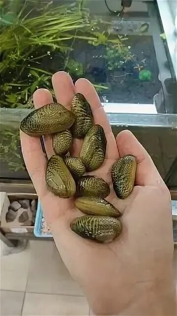 Мидия криспата. Scabies crispata. Мидия криспата. Мидия узорчатая криспата. Моллюски фильтраторы.