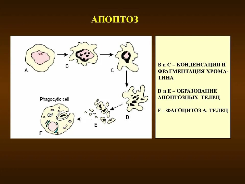 Кариопикноз это. Апоптоз. Фагоцитоз апоптоз. Клетки фагоцитирующие апоптозные тельца это. Конденсация хроматина при апоптозе.