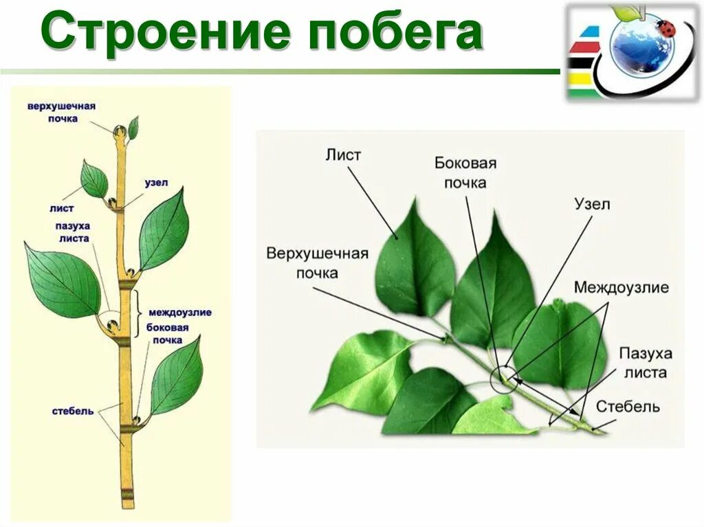 Строение побега фикуса. Строение побега почки растения. Строение побега растения черешок. Верххушечная -почки побегов.