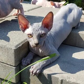 Котята сфинксы москва