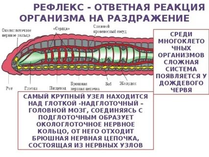 У дождевого червя пять сердец знаки препинания