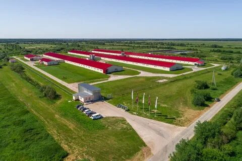 Дороничи свинина