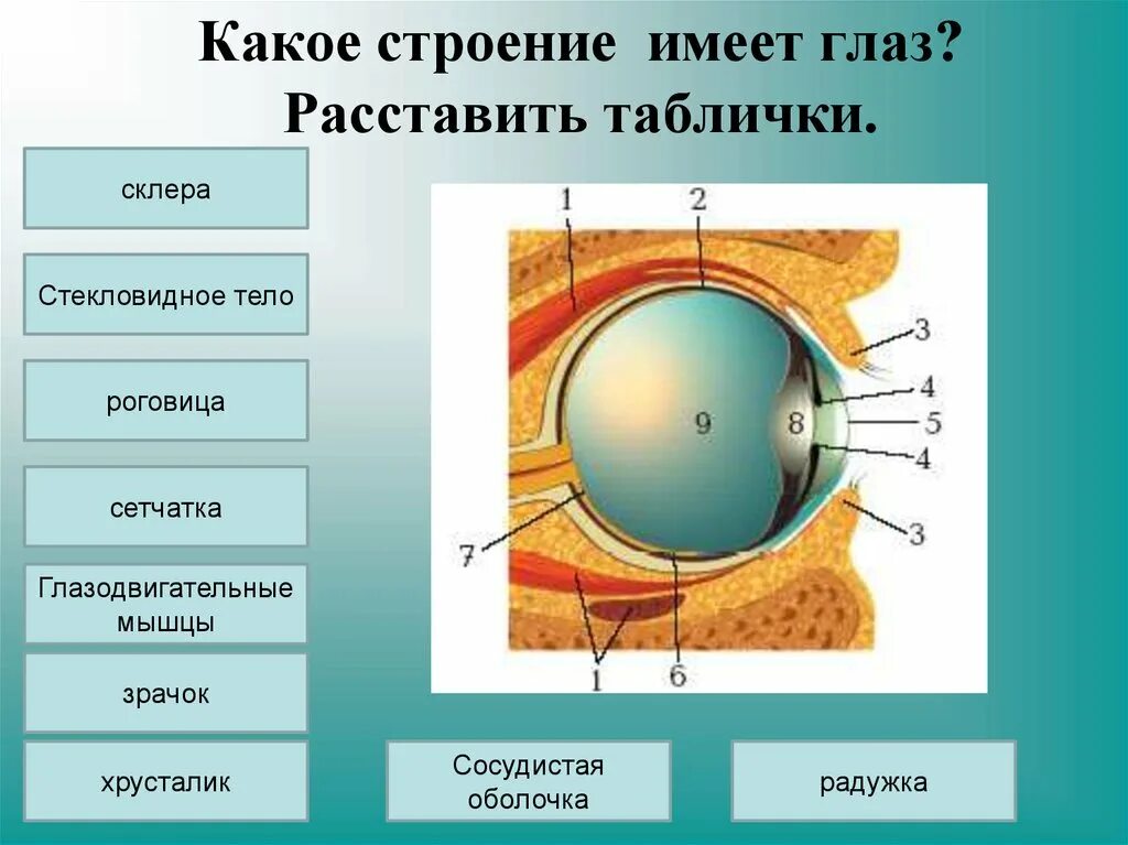 Биология зрительный анализатор строение. Анализаторы зрительный анализатор строение. Радужка роговица стекловидное тело хрусталик сетчатка зрительный. Строение зрительного анализатора склера.