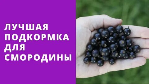 Удобрение для смородины