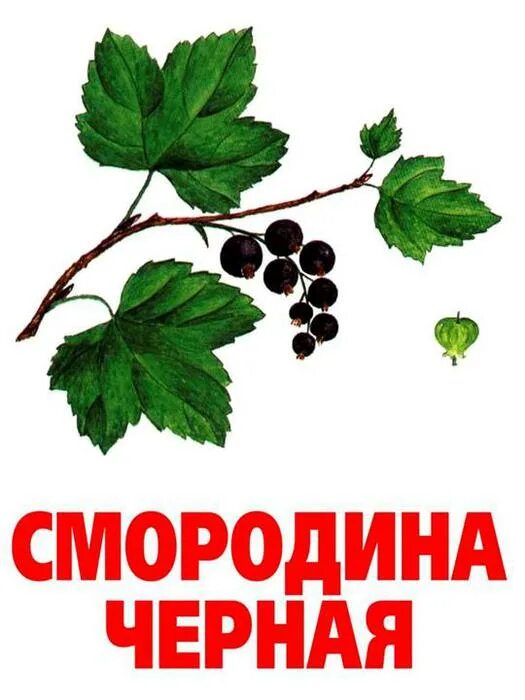 Смородина. Карточки ягоды для детей. Смородина карточка для детей. Смородина с названием для детей. Черная смородина слова текст