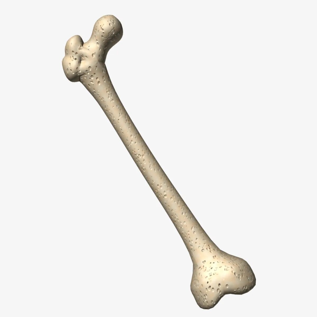 Bone 3d