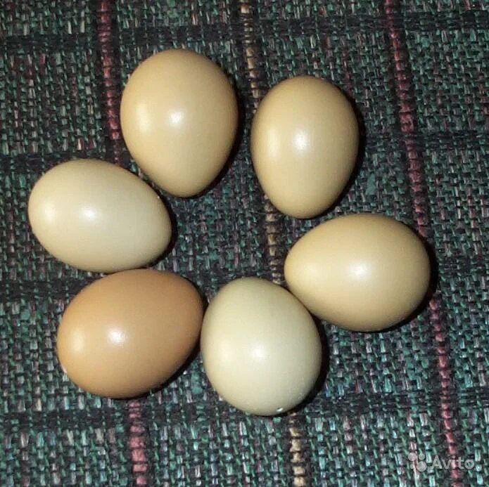 Яйца фазана купить. Обыкновенный фазан яйца. Яйцо фазана. Инкубационное яйцо. Золотой фазан яйца.