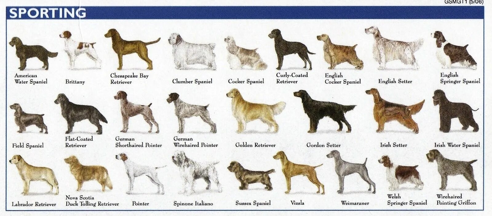 Определить породу по описанию. Породы собак названия. Средняя порода собак. Парди собак с фотографиями. Породы собак картинки с названиями.