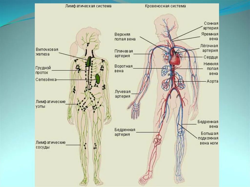 Сердце лимфатические сосуды. Строение лимфатической системы человека в картинках. Лимфатическая система женщины схема. Лимфатическая система лимфоузлы. Схема лимфатических сосудов человека.