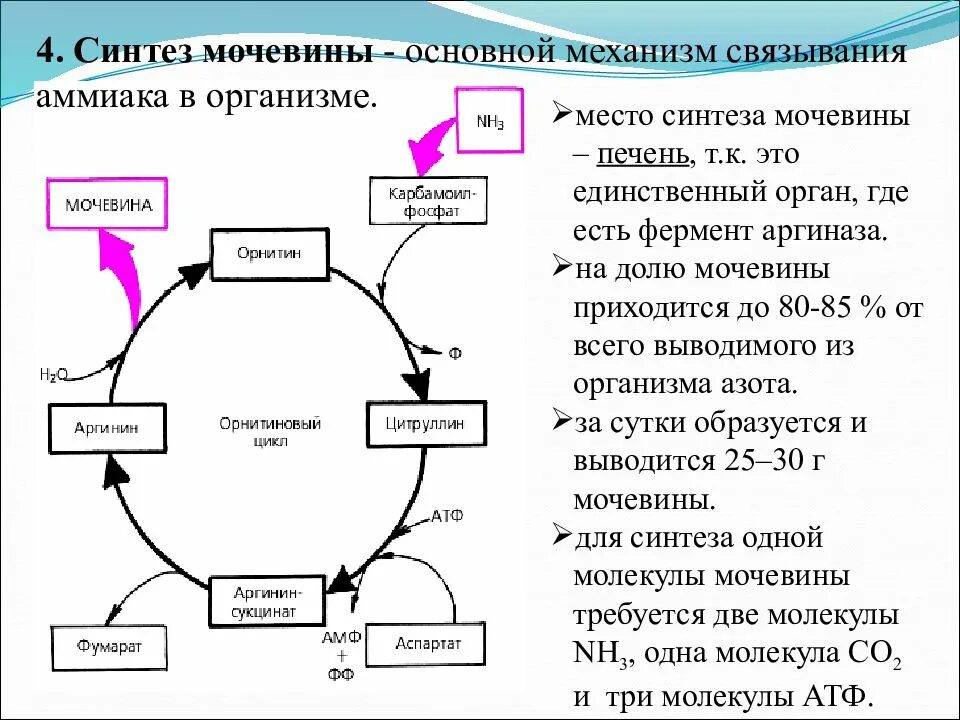 Образованием мочевины в обмене веществ. Схема синтеза мочевины биохимия. цикл мочевины реакции ферменты. орнитиновый цикл синтеза мочевины. схема процесса синтеза мочевины.