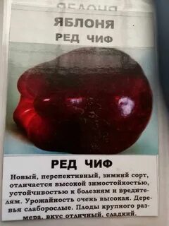 Ред кетти описание отзывы