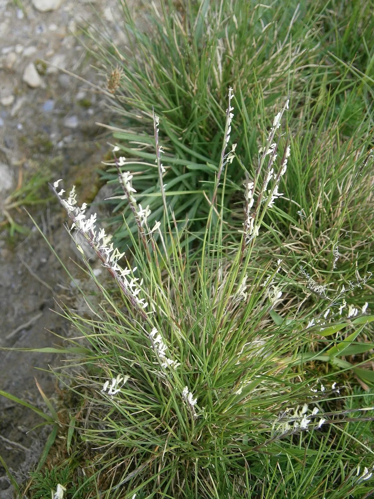 Белоус торчащий. Белоус растение. Белоуса торчащего (Nardus stricta). Белоус сорняк.