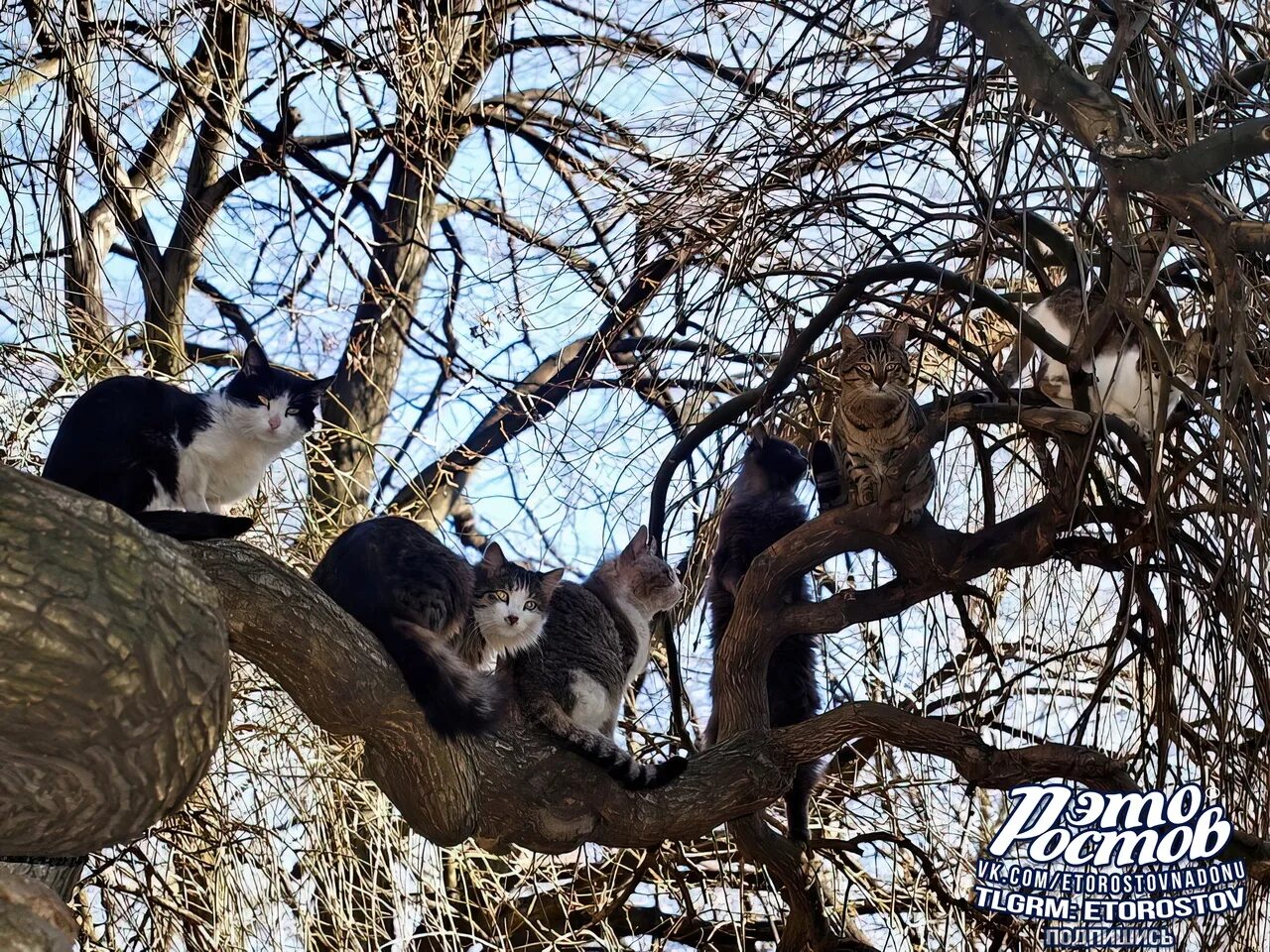 Март коты прилетели. Прилетела на дерево. Март коты прилетели. Коты прилетели. Коты прилетели.