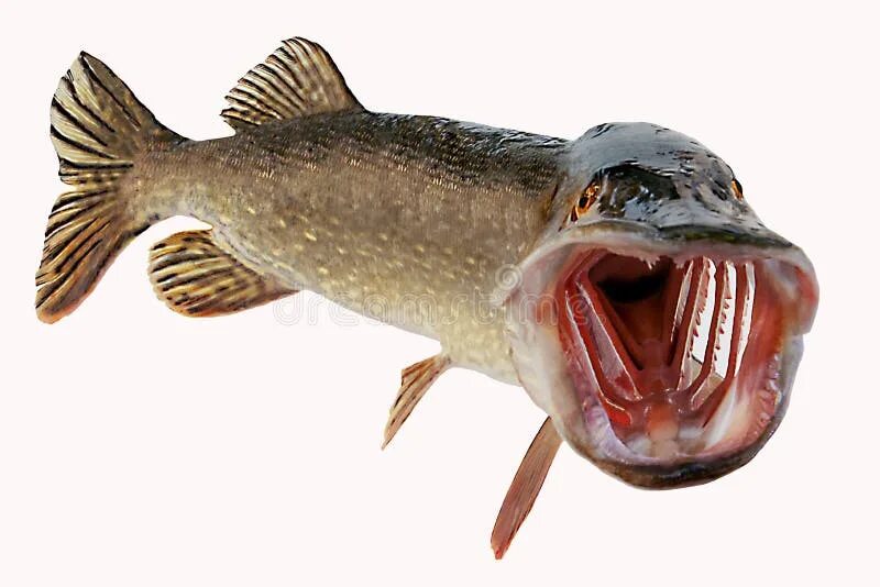 Рыба с открытым ртом. Рыба открыла рот. Рыба раскрытым ртом. Рыба щука с открытым ртом. Открытый рот рыбы.