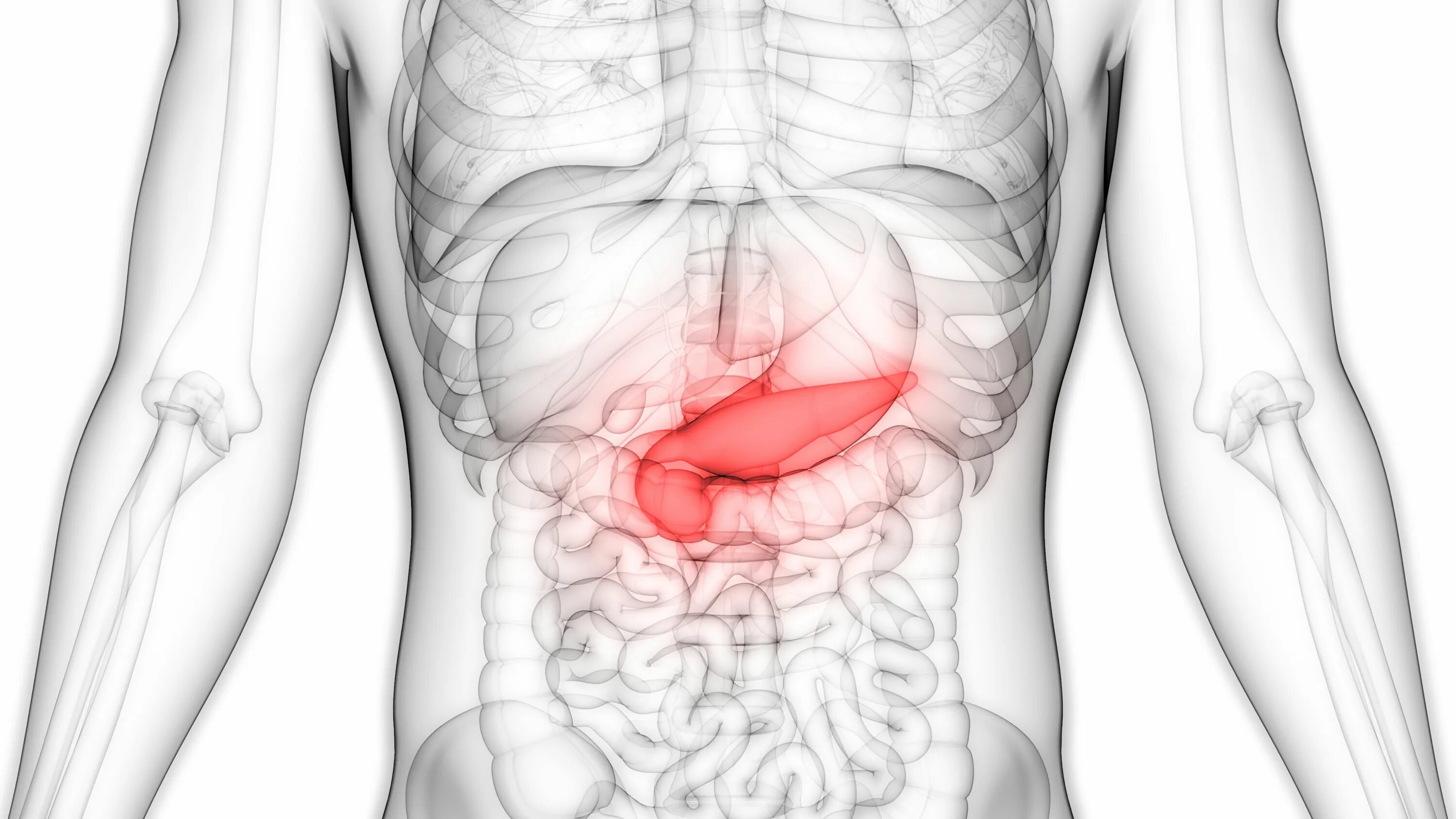 Поджелудочная железа 3д анатомия. Анатомия человека поджелудочная железа расположение. Анатомия поджелудочная железа расположена. Селезёнка АНАТОМИЯПОДЖЕЛУДОЧНАЯ железа.