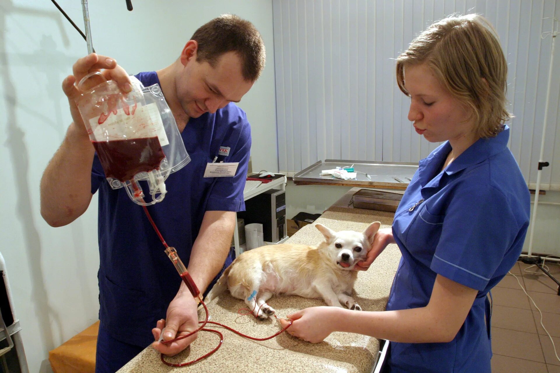Собака пьет кровь. Переливание крови у животных. Переливаниеикрови животным. Переливание крови собаке.