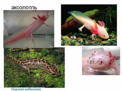 Аксолотль превращение