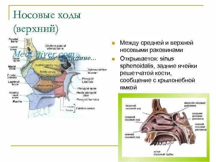 В верхний носовой ход открывается пазуха. Верхний носовой ход. Носовые раковины и носовые ходы. Средний носовой ход сообщения. В средний носовой ход открываются.