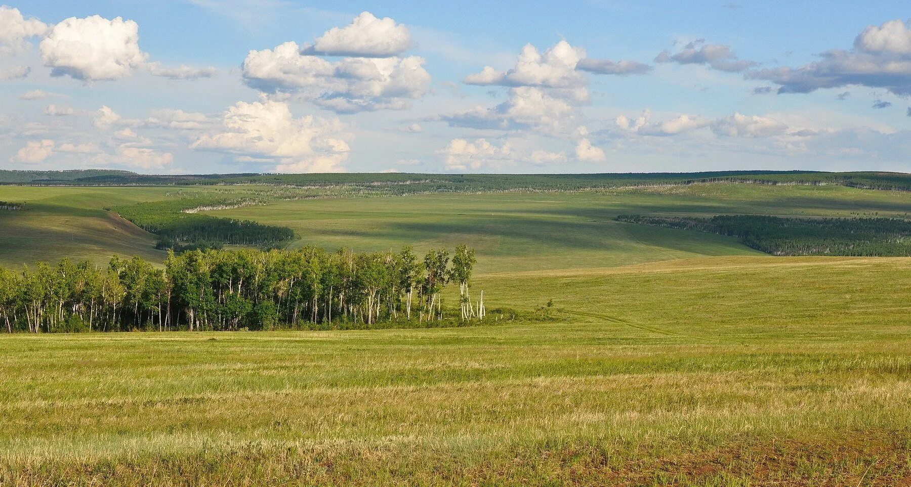 Природная зона равнины алтая. Лесостепь Забайкальский край. Лесостепная зона Забайкальского края. Степная зона Забайкалья. Степи и лесостепи России.