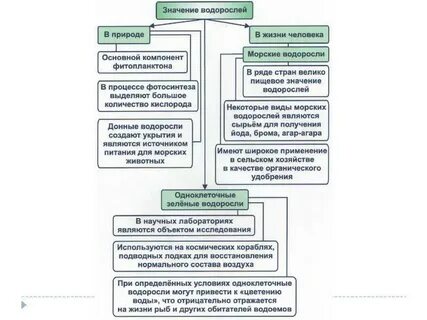 Значение и использование водорослей