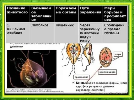 Какой тип питания у лямблии кишечной