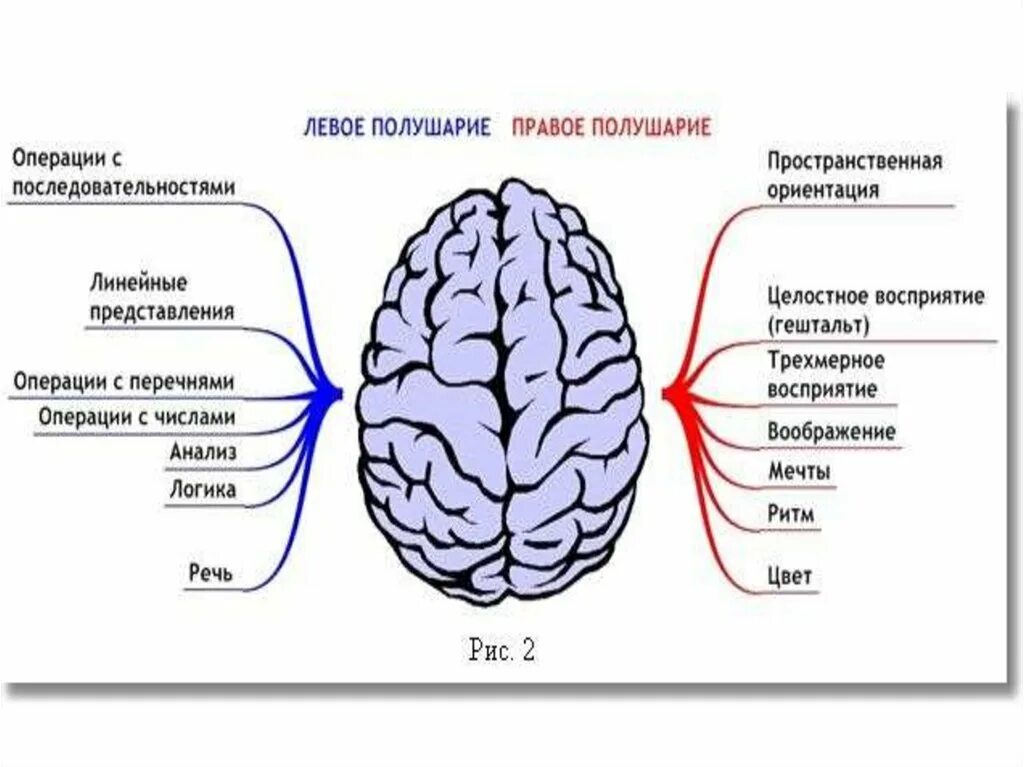 Левое полушарие какая рука