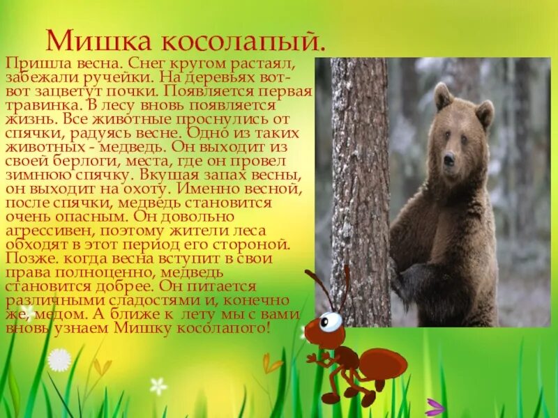 План сочинения камчатский бурый медведь 5 класс. Медведь весной. Описание медведя. Медведь просыпается весной. Медведь после спячки.