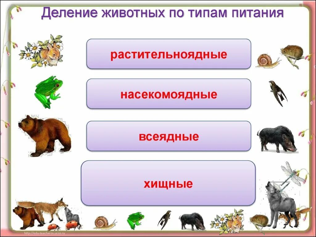 Разделите птиц на группы по способу питания. Растительноядные животные. Деление животных по типу питания. Типы животных по питанию. Группы животных растительноядные.