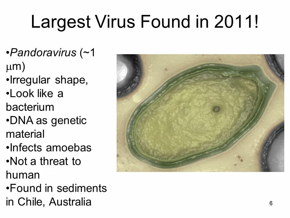 Pandoravirus salinus. Origin viruses. Pandoravirus на ком паразитируют. Virus found.