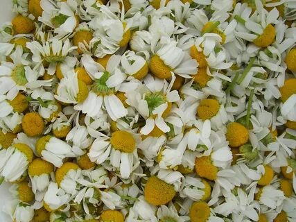 Ромашка сырье