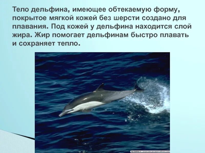 Животные обитатели воды имеют обтекаемую форму тела. Дельфин форма тела. Тело дельфина. Обтекаемая форма тела у дельфина. Тело дельфина покрыто.