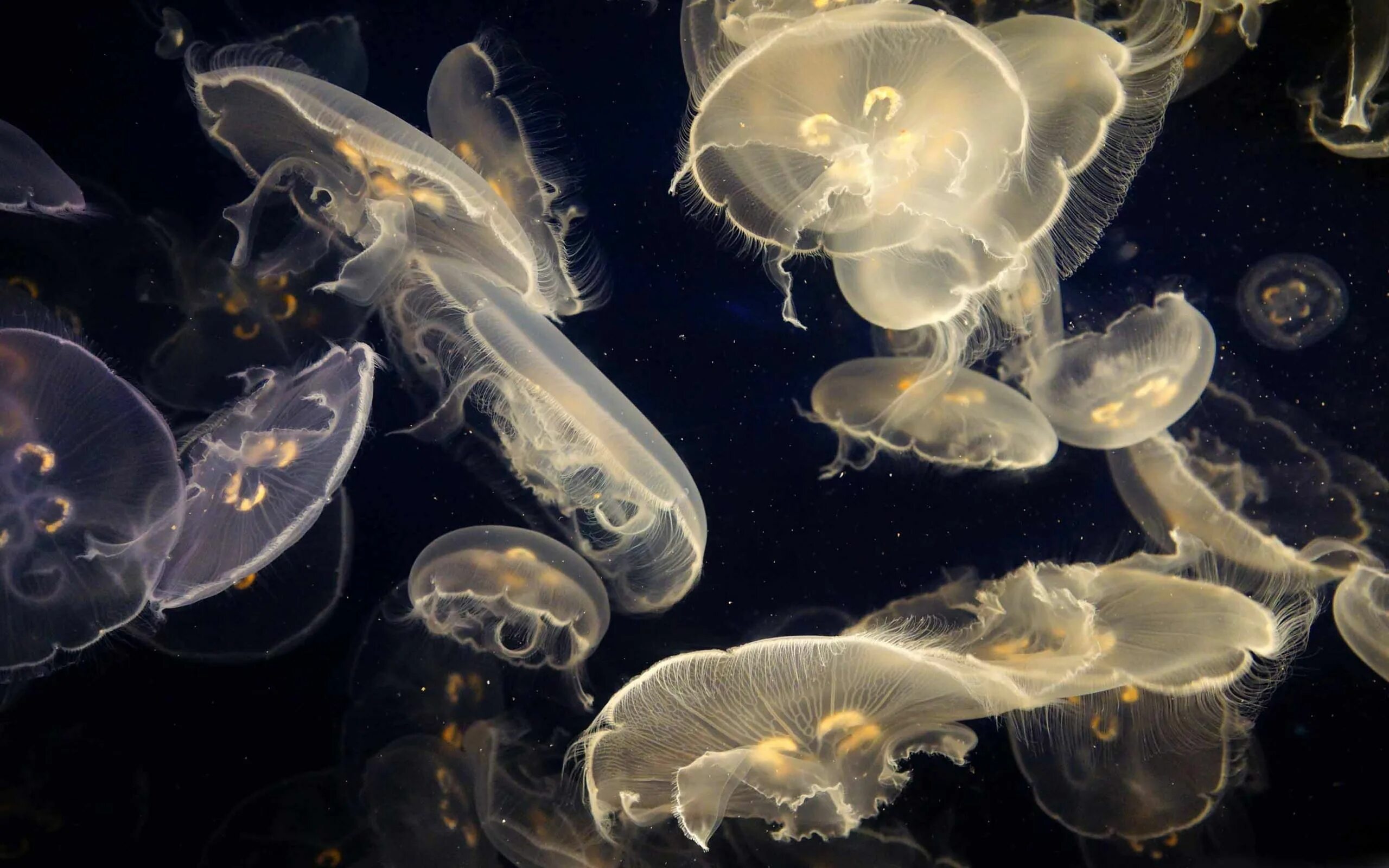 Планктон мирового океана. Медуза планктон. Медуза одноклеточное. Живые морские организмы.