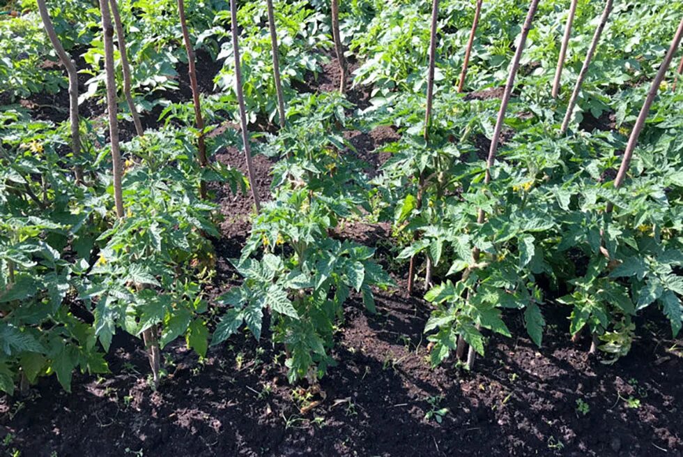 Томат блэк бой. Pink siberian tiger томат. Томат блэк бьюти. Томаты с шипом биотехника. Томат блэк бой.